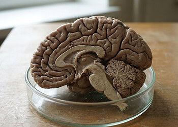 Scientists observe “striking” link between social AI chatbots and psychological distress