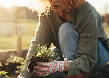 The impulse to garden in hard times has deep roots