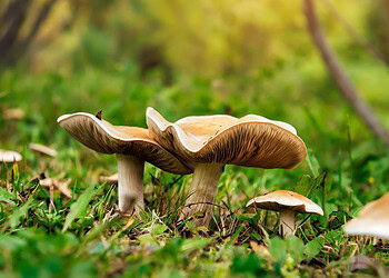 Analysis of 45 serial killers sheds new light on the dark psychology of sexually motivated murderers