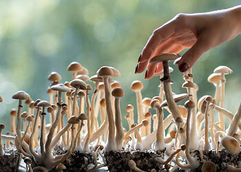 Single moderate dose of psilocybin linked to temporary reduction in OCD symptoms