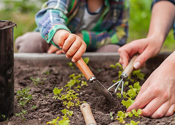 Preschool gardening helps young children eat better and stay active