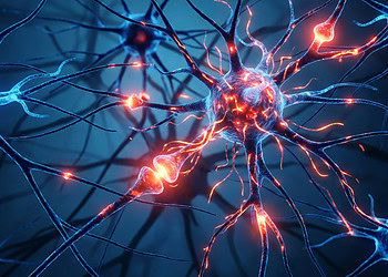 Scientists find eating refined foods for just three days can impair memory in the aging brain