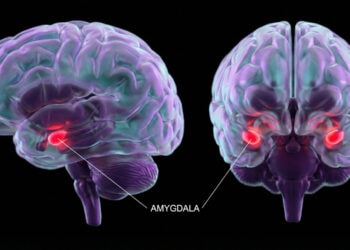Excessive smartphone habits tied to emotional dysregulation in the brain