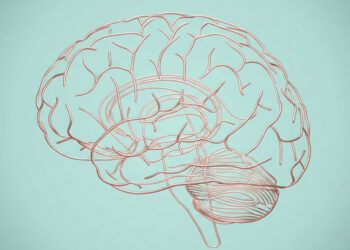 Puberty hormones shape the adolescent female brain before physical changes appear