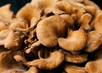 Daily maitake mushroom consumption may boost memory in older adults