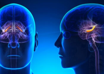 The surprising reason our memories become blurred as we age, according to new neuroscience research