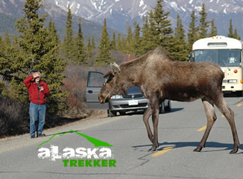 moose_on_alaska_road