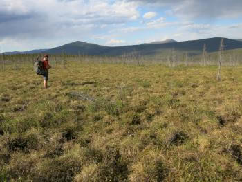 Jay Cable of Fairbanks walks through field of tundra plants in northern Alaska.  Photo by Ned Rozell.