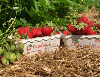 Fricke-Erdbeeren
