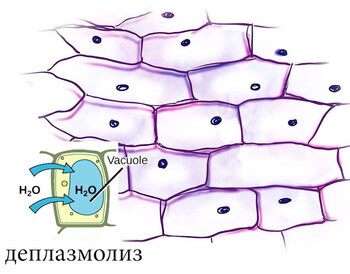 Разница между Плазмолизом и Деплазмолизом 2 Деплазмолиз клетки
