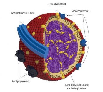 VLDL and Chylomicrons - The Role of Triglyceride-Rich Lipoproteins