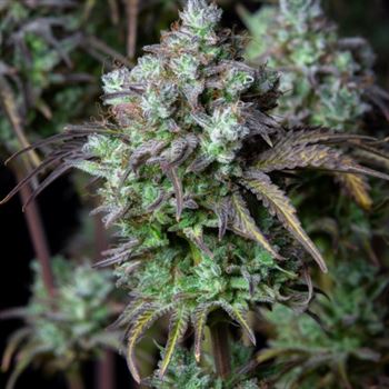 Big-Bud-Auto