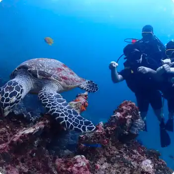 Try-Dive-in-koh-phi-phi-thailand