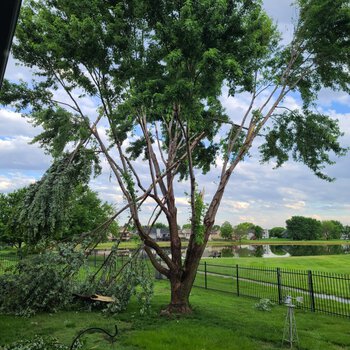 Storm-damaged maple tree showing multiple branch failures after excessive lion-tailing
