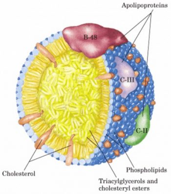 VLDL and Chylomicrons - The Role of Triglyceride-Rich Lipoproteins