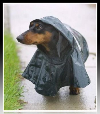 capa para lluvia para perro salchicha