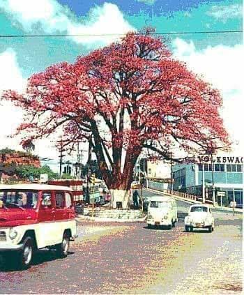 G.E.Paineiras paineira-do-butanta Nossa História