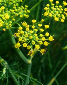 Foeniculum_vulgare_003