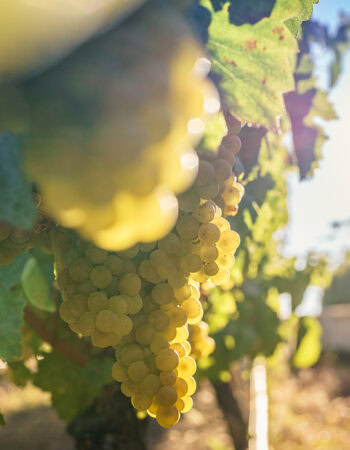 Mission Hill Family Estate Winery