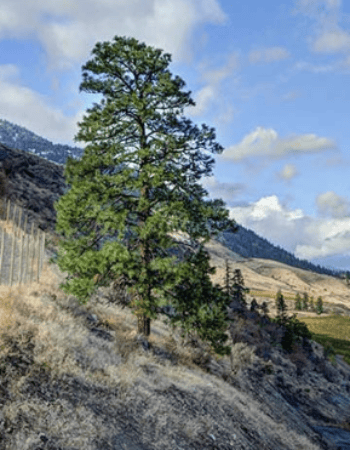 Culmina Family Estate Winery