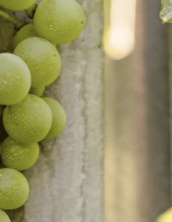 Culmina Family Estate Winery