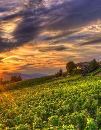 Laughing Stock Vineyards