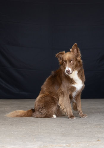 Hund vor schwarzem Hintergrund