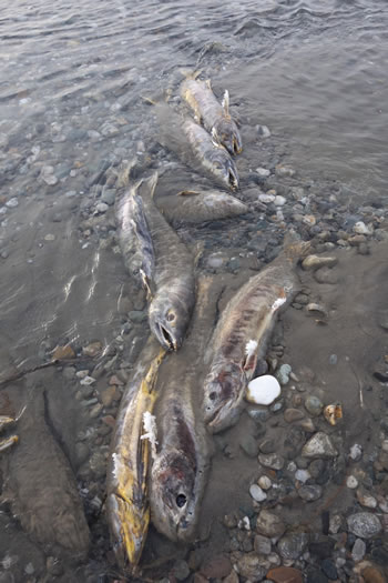 dead_fish