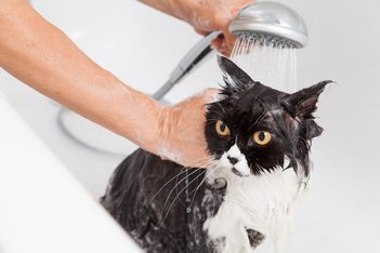 Cat taking a bath