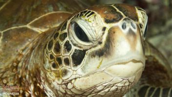 House Reef Indonesia Turtle