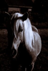 Boutique en ligne Flo Féa