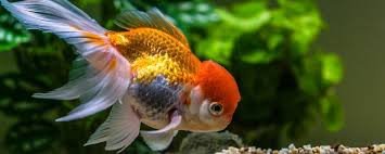 Goldfish Myths