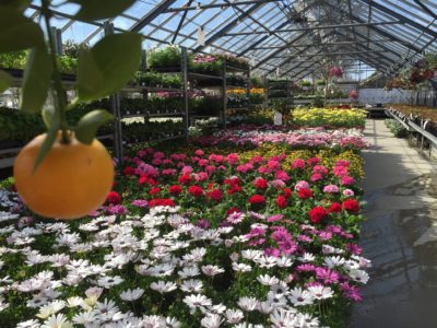 13071716_1161923893818714_1092740463802973587_o