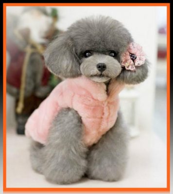Mira estos lindos modelos de ropa para cachorritas | Imágenes de Ropa ...