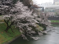 千鳥ヶ淵へお花見に