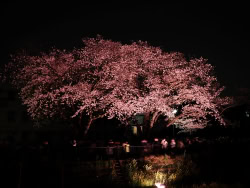 調布市 野川桜ライトアップ 見てきました