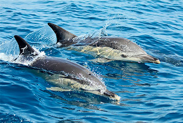 Dolphin Watching Boat Tour