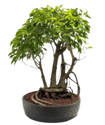 Ficus- Banyan Tree - For Sale