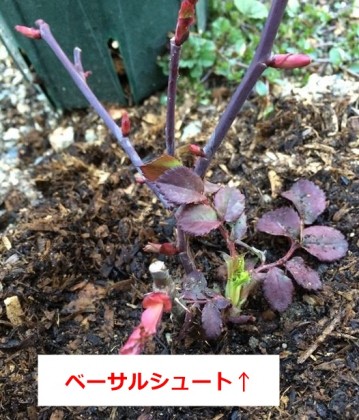 レディエマハミルトン地植えのベーサルシュート