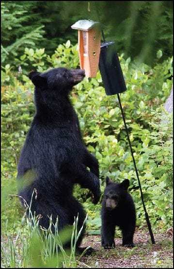 Do Bears Eat Bird Seed