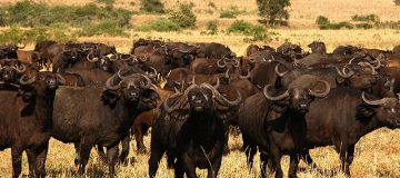 Kidepo Valley National Park