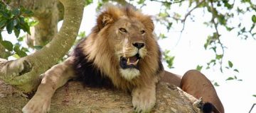 17 Days Uganda and Rwanda Safari in the 'Heart of Africa'