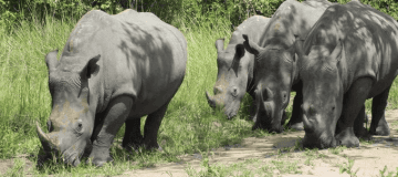 4 Days Murchison Falls Park Safari