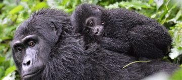 6 days Virunga Classic