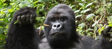 Why Is Gorilla Trekking Important in Uganda, Rwanda and Congo?