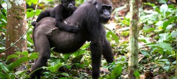 Congo Gorilla Tours