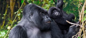 3 Days Rwanda Gorillas and Chimpanzee Trekking Safari