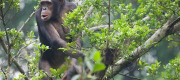 3 Days Rwanda Gorillas and Chimpanzee Trekking Safari