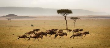 2 Days Serengeti Migration Safari