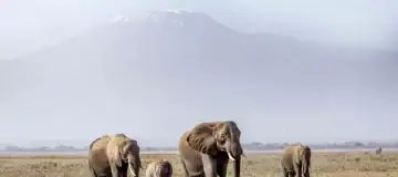 14 Days Explore Kenya, Tanzania and Zanzibar Safari